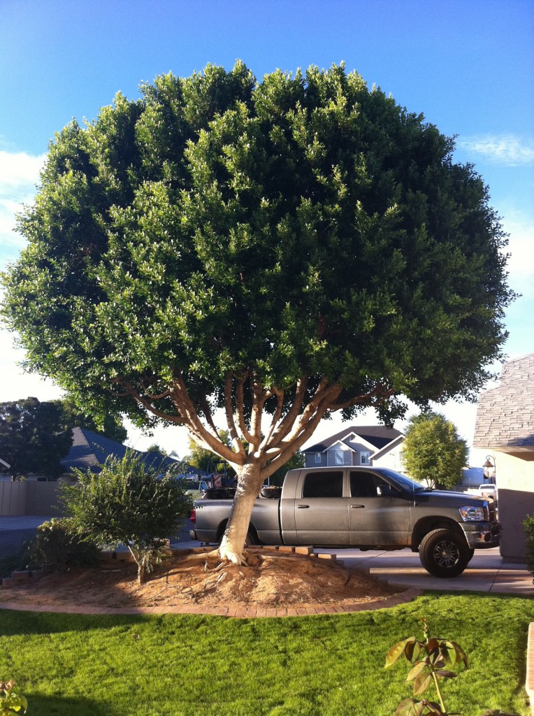 Caring for Frost-damaged Ficus Trees