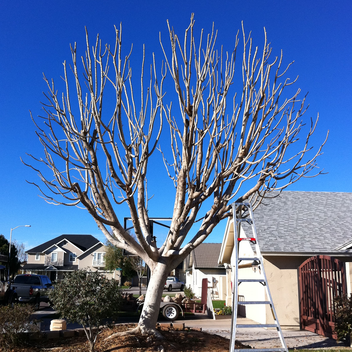 Caring for Frost-damaged Ficus Trees