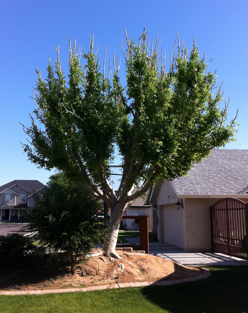 ficus-some-growth